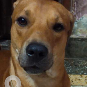 Missing: Brown Male Indie Dog from west guru angad nagar, gurudwara road