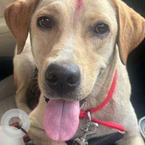 Found: Brown Male Indie Dog from Surya nagar
