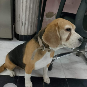 Found: White-Brown Mix Female Beagle Dog from Rajouri Garden, West Delhi