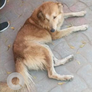 Found: Brown Male Golden Retriever Dog from Sainik Farm