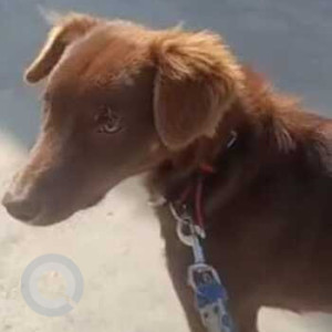 Missing: Brown Male Indie Dog from South Delhi (maidan garhi)