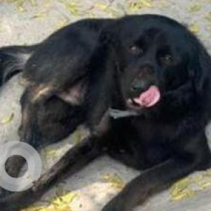 Found: Black Not Available Indie Dog from Green Park, South Delhi