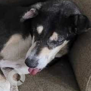 Missing: Black and White Male Indie Dog from Sector 15 part 1, Chandernagar