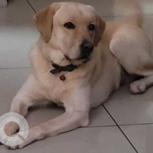 Missing: White Male Labrador Dog from HSR 25 Main, Bangalore