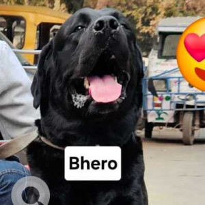 Missing: Black Male Labrador Dog from Batra Hospital, South Delhi