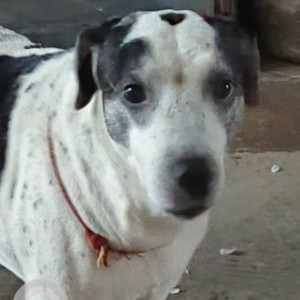 Missing: Black and White Male Indie Dog from Chaukhandi Chonk, West Delhi