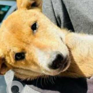 Missing: Brown Female Indie Dog from Vinay Marg Chanakyapuri Colony near CPWD Enquiry