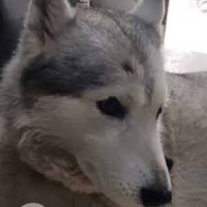 Found: White and Grey Male Husky Dog from Children's Park