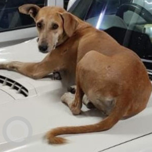 Missing: Brown Female Indie Dog from Posh Foundation, Sector126, Noida