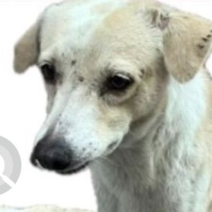 Missing: White Male Indie Dog from Durga Mandir B block Shastri Nagar