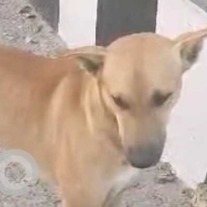 Missing: Brown Male Indie Dog from Sector 108 Park