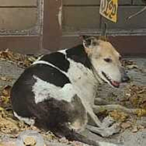 Found: Black and White Male Indie Dog from South extension part II. New Delhi