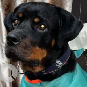 Missing: Black and Brown Male Rottweiler Dog from Palam