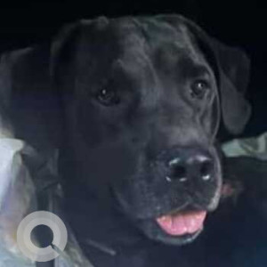 Found: Black Male Labrador Dog from Civil Lines, Court Road