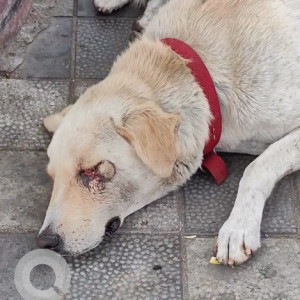 Found: White Male Labrador Dog from Chaitanyapuri Metro Station, Police Station lane