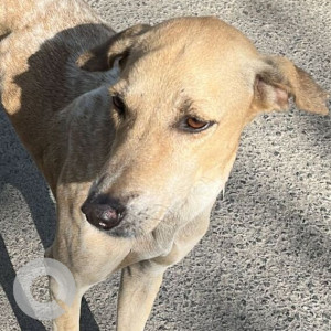 Found: Brown Male Indie Dog from BMC Garden Thakur Village