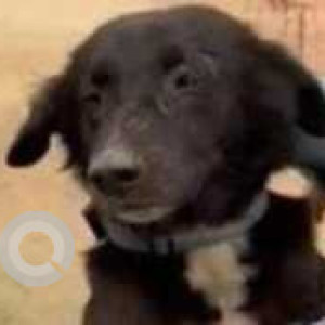 Missing: Black Male Indie Dog from Chirag Delhi Flyover