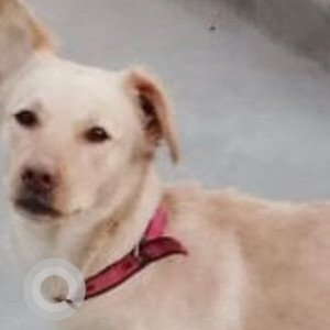 Missing: White Female Mongrel Dog from Noida Sector 74, Ajnara Supertake Capetown