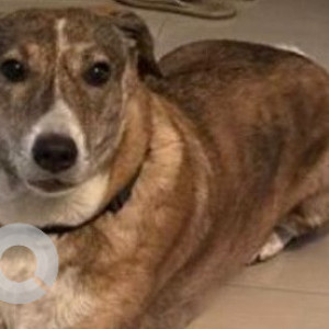 Missing: White-Brown Mix Female Indie Dog from Noida Sector 27