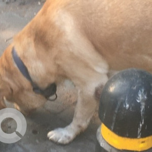 Found: Brown Not Available Labrador Dog from Arundale beach road