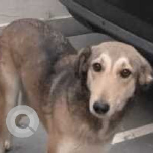 Missing: Brown Female Indie Dog from S Block GK2, South Delhi