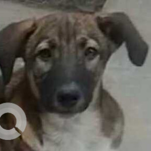 Missing: White-Brown Mix Male Indie Dog from Subash Chowk, Jain Mandir, Laxmi Nagar