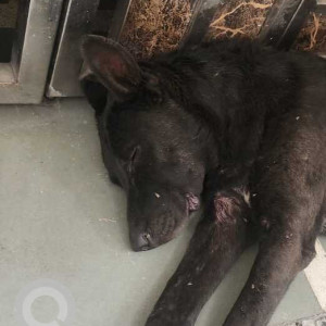 Found: Black Male Indie Dog from Hari nagar A block
