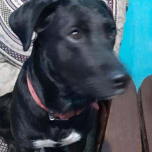 Missing: Black and White Female Labrador Dog from Dwarka sector 14 metro station