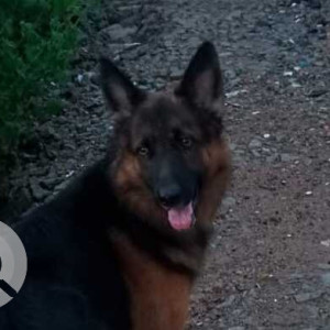 Missing: Black and Brown Male German shepherd Dog from Ravinaryana reddy nagar