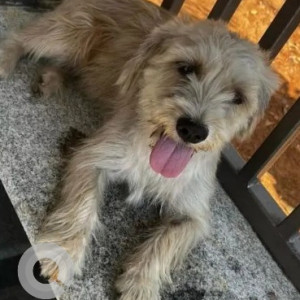 Found: Brown Female Lhasa apso Dog from National Public school, Uttarahalli