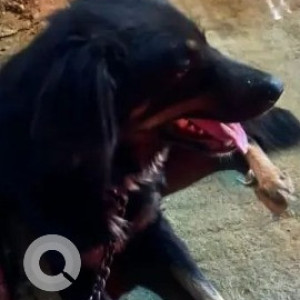 Found: Black Male Indie mix Dog from Sai Mandir, HSR Layout