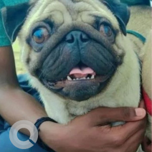 Missing: White Male Pug Dog from Sirsi Road fire station, Chamrajpet, landmark Bhavan Bangalore