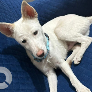 Missing: White Male Pomeranian Dog from A Block Meera ,Outer Ring Road