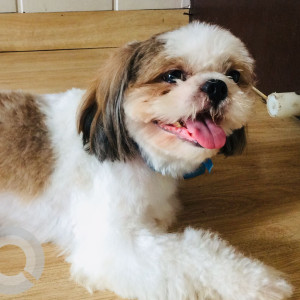 Missing: White-Brown Mix Male Shih Tzu Dog from Sector 31, Noida