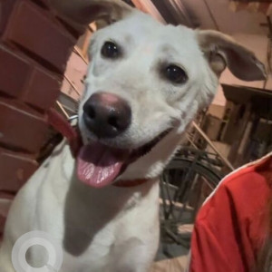 Missing: White Female Indie Dog from E-Block, South Extension Part 1