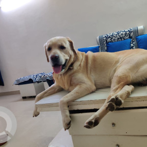 Missing: White Male Labrador Dog from Uttam Nagar Rajapuri