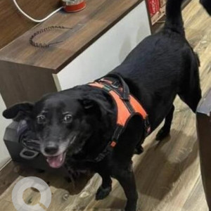Missing: Black Female Labrador Dog from Hari Nagar CB block