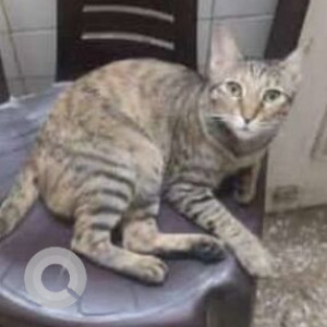 Missing: White and Grey Female Indie Cat from 11 Block Malviya Nagar