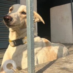 Missing: White-Brown Mix Male Indie Dog from City Forest Karhera gaon Ghaziabad