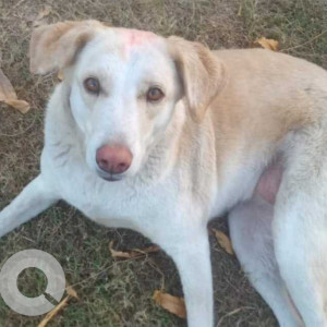 Missing: White Female Indie Dog from Iskon Temple east of kailash