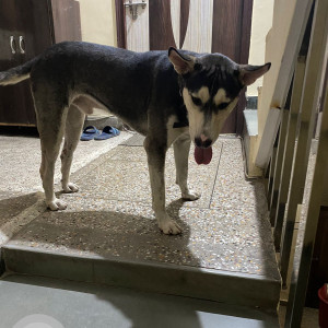 Found: Black and White Male Indie Dog from Samrat Medical Store, Gali, New Ashok Nagar, New Delhi