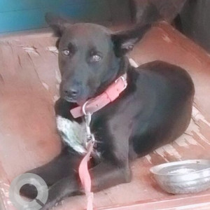 Missing: Black and White Male Indie Dog from India Habitat center