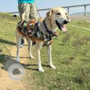 Missing: White-Brown Mix Male Indie Dog from Haiderpur Cremation Ground
