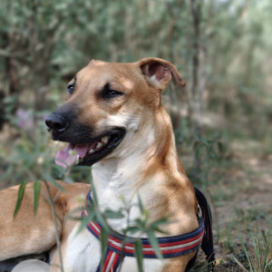 Missing: White-Brown Mix Male Indie Dog from Noida sector 144
