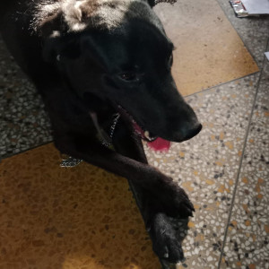 Found: Black Male Labrador Dog from Govindpuram E block, Ghaziabad