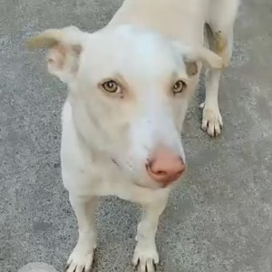 Missing: White Male Indie Dog from Sainagar, MG Road Municipal colony, Kandivali west  near Vasan Motars