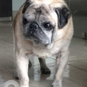 Missing: White Male Pug Dog from Baddowal, Victoria Farms
