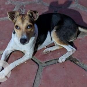 Missing: Black and White Female Indie Dog from Mayajal, ECR