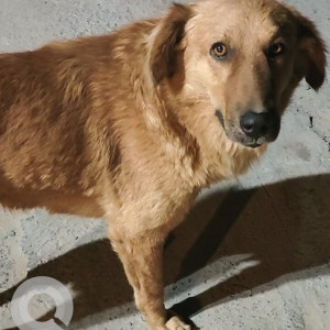Missing: Brown Male Indie Dog from Apex Athena, Sec 75, Noida
