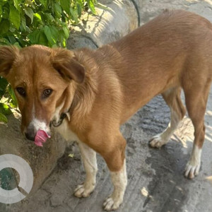 Missing: Brown Female Indie Dog from Apex Athena, Sec 75, Noida
